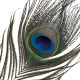 Лоскітка LOCKINK SEVANDA Natural Peacock Flirting Feather Tickler, перо павича-5