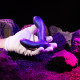 Анальна вібропробка з пульсацією Hueman - Galaxy Tapping Buttplug-9